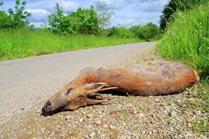 Roadkill: 80202313 Roadkill - adult male Roe Deer Alsace