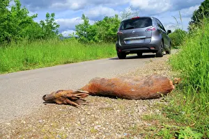 Roadkill: 80202314 Roadkill - adult male Roe Deer Alsace