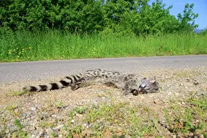 Roadkill: 80202315 Roadkill - Common Genet Alsace, France
