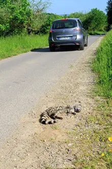 Roadkill: 80202316 Roadkill - Common Genet Alsace, France