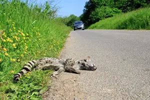Roadkill: 80202317 Roadkill - Common Genet Alsace, France