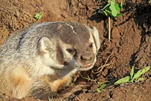 Badger: 80202318 American Badger - at den Minnesota, United