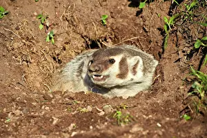 Badger: 80202319 American Badger - at den Minnesota, United