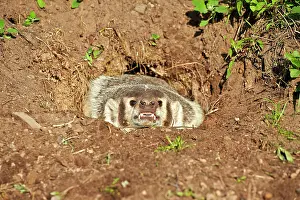 Badger: 80202320 American Badger - at den Minnesota, United