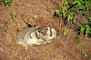 Badger: 80202321 American Badger - at den Minnesota, United
