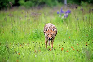 Minnesota: 80202322 Coyote Minnesota, United States Canis latrans