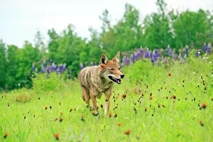 Minnesota: 80202323 Coyote Minnesota, United States Canis latrans
