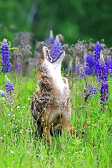 Howling: 80202324 Coyote - howling Minnesota, United States