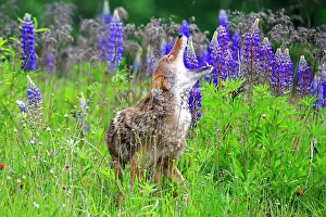 Howling: 80202325 Coyote - howling Minnesota, United States