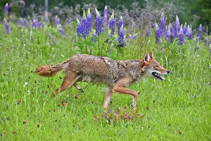 Minnesota: 80202326 Coyote Minnesota, United States Canis latrans