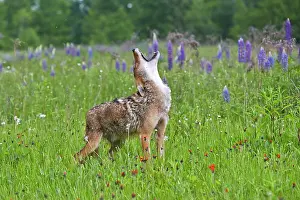 Howling: 80202327 Coyote - howling Minnesota, United States