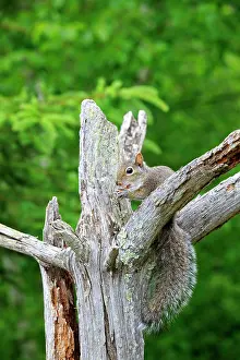 Minnesota: 80202328 Eastern Gray / Grey Squirrel - adult Minnesota