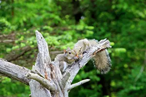Minnesota: 80202329 Eastern Gray / Grey Squirrel - adult Minnesota