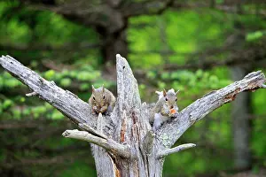 Minnesota: 80202330 Eastern Gray / Grey Squirrel - adult Minnesota