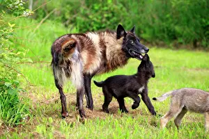 Minnesota: 80202335 Gray / Grey Wolf - adult and young Minnesota