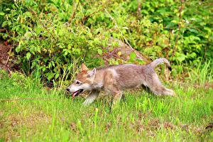 Minnesota: 80202336 Gray / Grey Wolf - young Minnesota, United