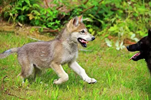Minnesota: 80202337 Gray / Grey Wolf - young Minnesota, United