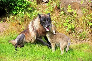 Minnesota: 80202339 Gray / Grey Wolf - adult and young Minnesota