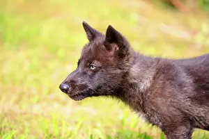 Minnesota: 80202340 Gray / Grey Wolf - young Minnesota, United