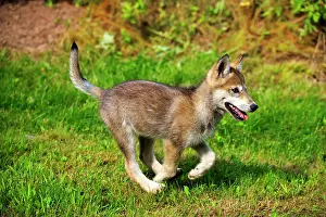 Minnesota: 80202341 Gray / Grey Wolf - young Minnesota, United