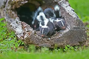 Skunk: 80202343 Striped Skunk - young Minnesota, United