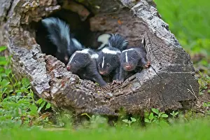 Skunk: 80202344 Striped Skunk - young Minnesota, United