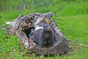 Skunk: 80202345 Striped Skunk - mother Minnesota, United