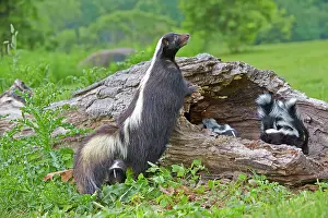 Skunk: 80202347 Striped Skunk - mother and young Minnesota