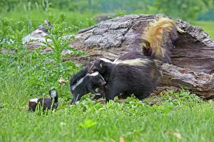 Skunk: 80202348 Striped Skunk - mother and young Minnesota