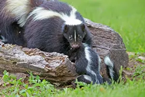 Skunk: 80202349 Striped Skunk - mother and young Minnesota
