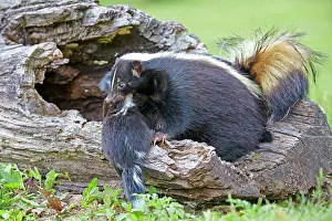 Skunk: 80202350 Striped Skunk - mother and young Minnesota