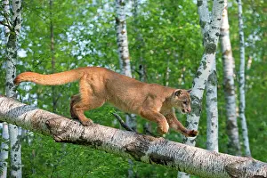 Cougar: 80202352 Cougar / Mountain Lion / Puma Minnesota
