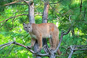 Cougar: 80202353 Cougar / Mountain Lion / Puma Minnesota