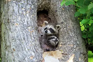 Racoon: 80202354 Raccoon / Racoon - young Minnesota, United