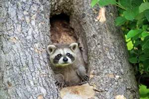 Racoon: 80202355 Raccoon / Racoon - young Minnesota, United