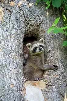 Racoon: 80202356 Raccoon / Racoon - young Minnesota, United