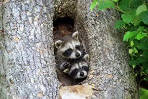 Racoon: 80202357 Raccoon / Racoon - young Minnesota, United