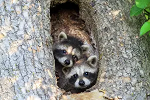 Racoon: 80202358 Raccoon / Racoon - young Minnesota, United