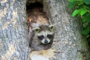 Racoon: 80202359 Raccoon / Racoon - young Minnesota, United