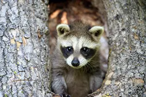 Racoon: 80202360 Raccoon / Racoon - young Minnesota, United