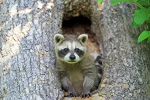Racoon: 80202361 Raccoon / Racoon - young Minnesota, United