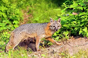 Nursing: 80202362 Grey / Gray Fox - adult nursing young Minnesota