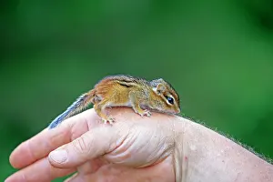 Hand: 80202369 Eastern Chipmunk - young on hand Minnesota