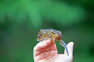 Hand: 80202370 Eastern Chipmunk - young on hand Minnesota