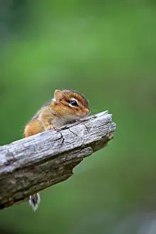 Chipmunk: 80202371 Eastern Chipmunk - young Minnesota, United