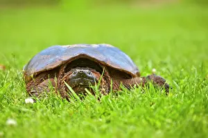 Snapping: 80202372 Common Snapping Turtle Minnesota, United