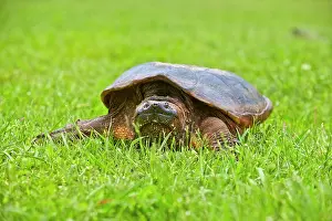 Snapping: 80202373 Common Snapping Turtle Minnesota, United