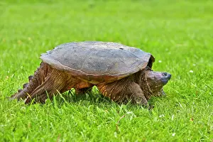 Snapping: 80202374 Common Snapping Turtle Minnesota, United