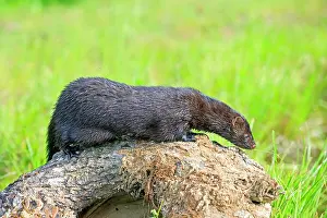 Mink: 80202377 American Mink - adult Minnesota, United
