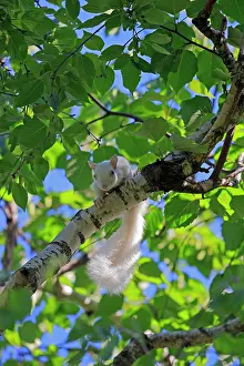 Albino: 80202388 Eastern Gray / Grey Squirrel - albino adult